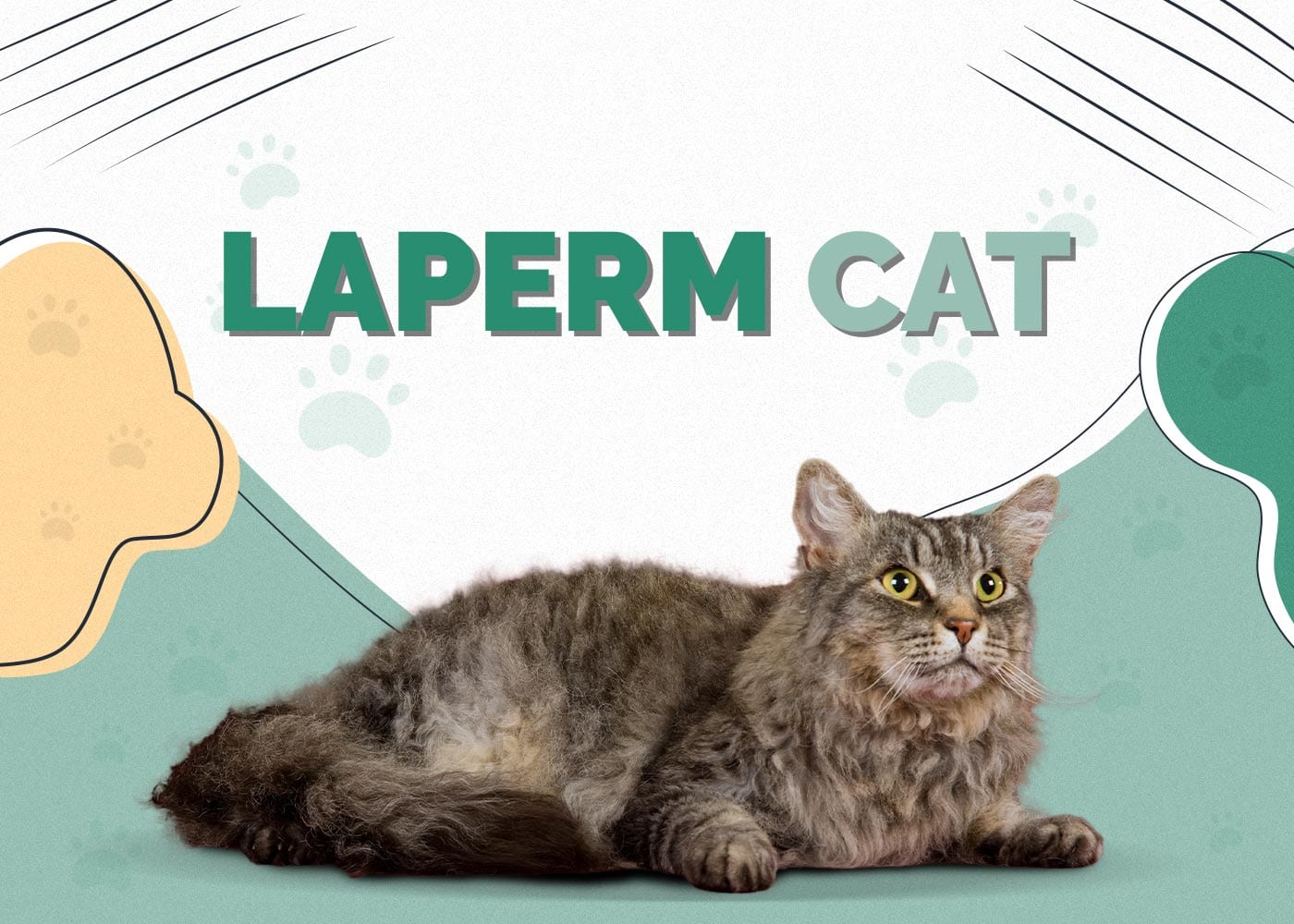 LaPerm Cat Breed: Info, Pictures, Care, Traits & Facts