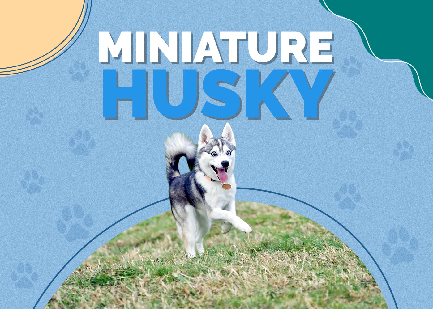 Miniature Husky: Info, Pictures, Traits & More