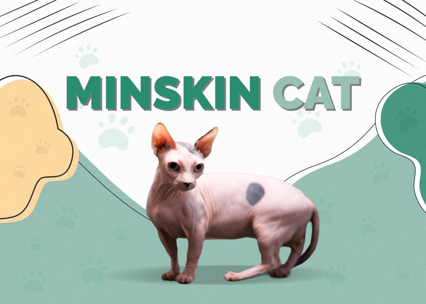 Minskin Cat Breed Info: Pictures, Temperament & Traits