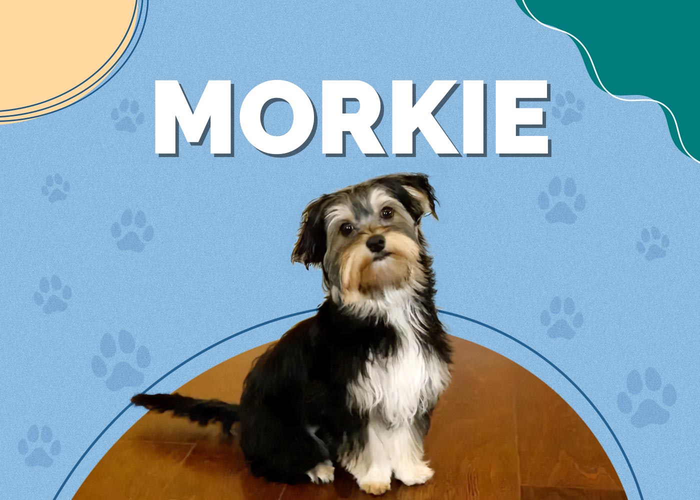 Morkie (Maltese & Yorkie Mix) Info, Pictures, Facts, Traits