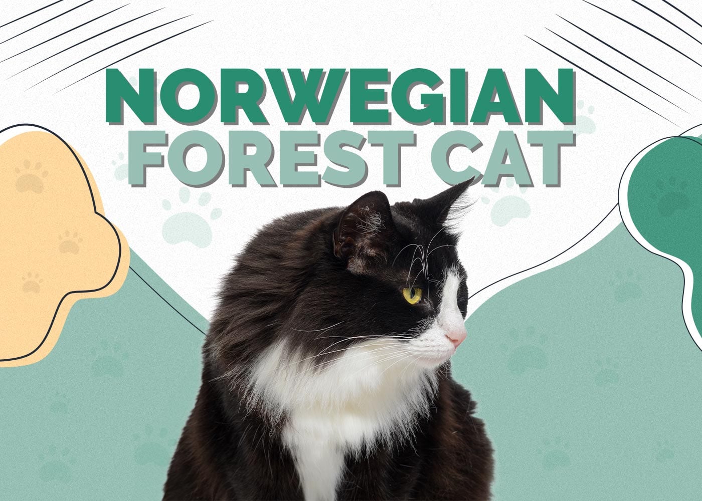 Norwegian Forest Cat Breed: Info, Pictures, Temperament & Traits