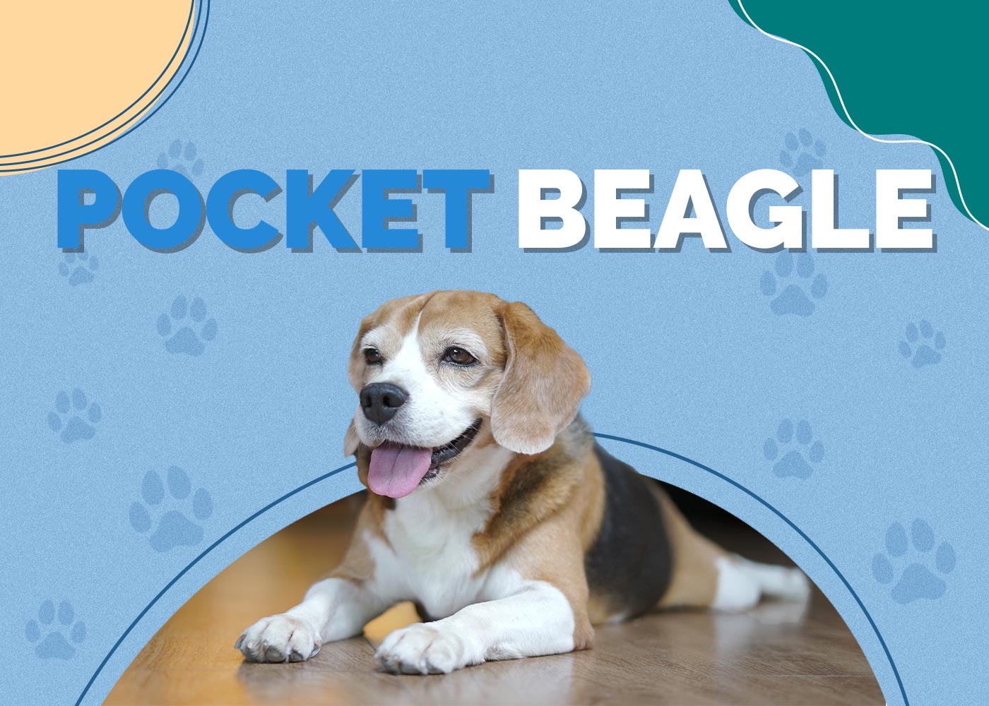 Pocket Beagle Dog Breed: Info, Pictures, Traits & More