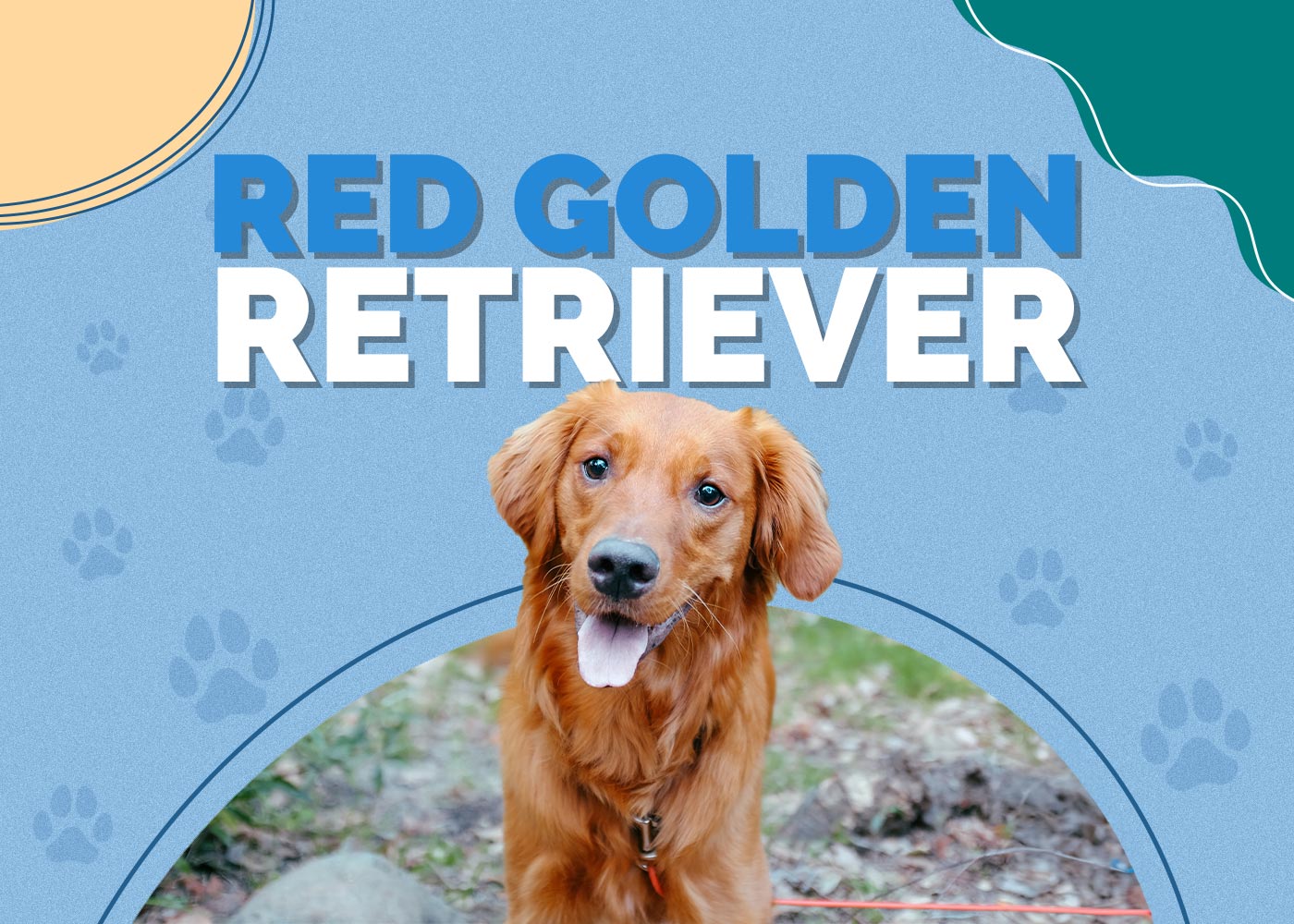 Red Golden Retriever: Breed Info, Pictures, Characteristics & Traits