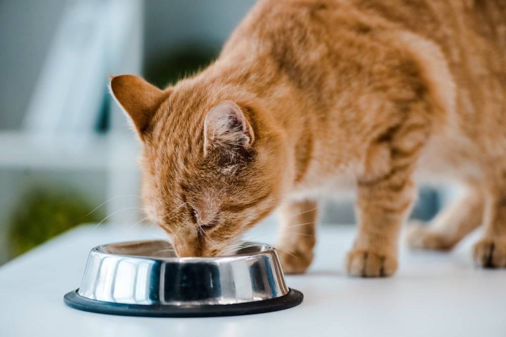 red tabby cat drinking or eating from metal bowl