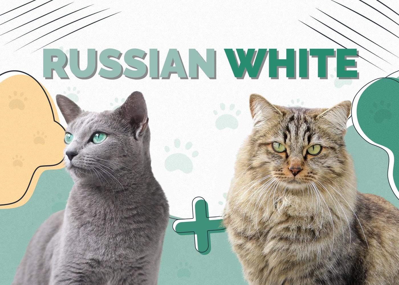 Russian White (Russian Black, Russian Tabby): Breed Info, Pictures, Temperament & Traits