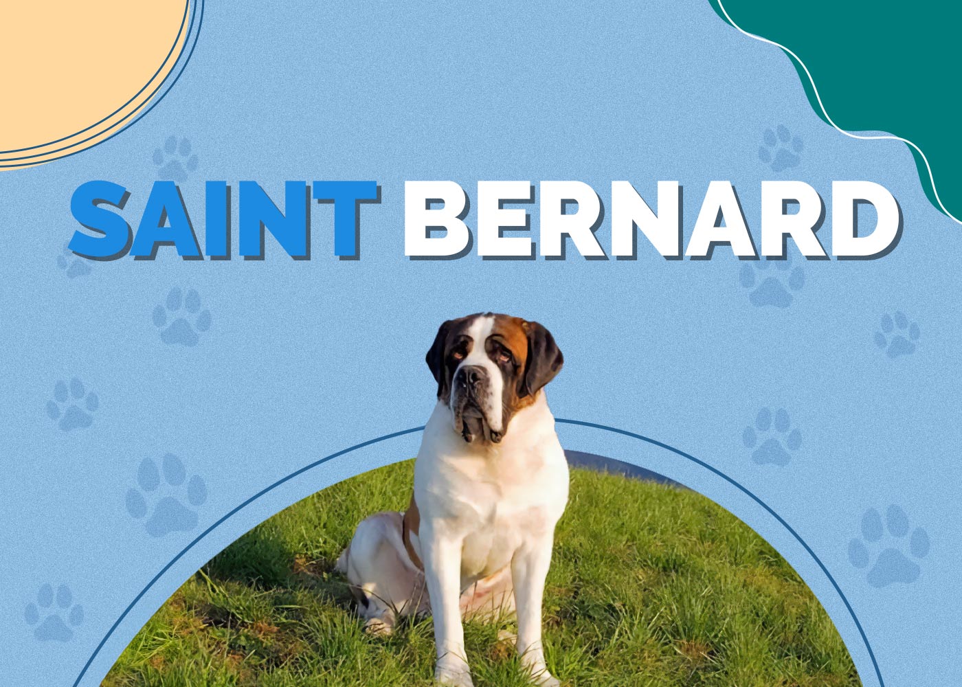 Saint Bernard | Dog Breed Info: Pictures, Personality & Facts