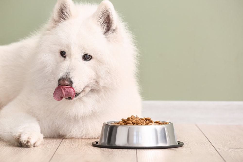 8 Best Stainless Steel Dog Bowls in 2026 - Reviews & Top Picks