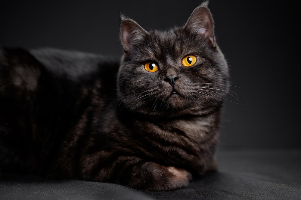 Can Black Cats With Orange Eyes Exist? Vet-Approved Explanation