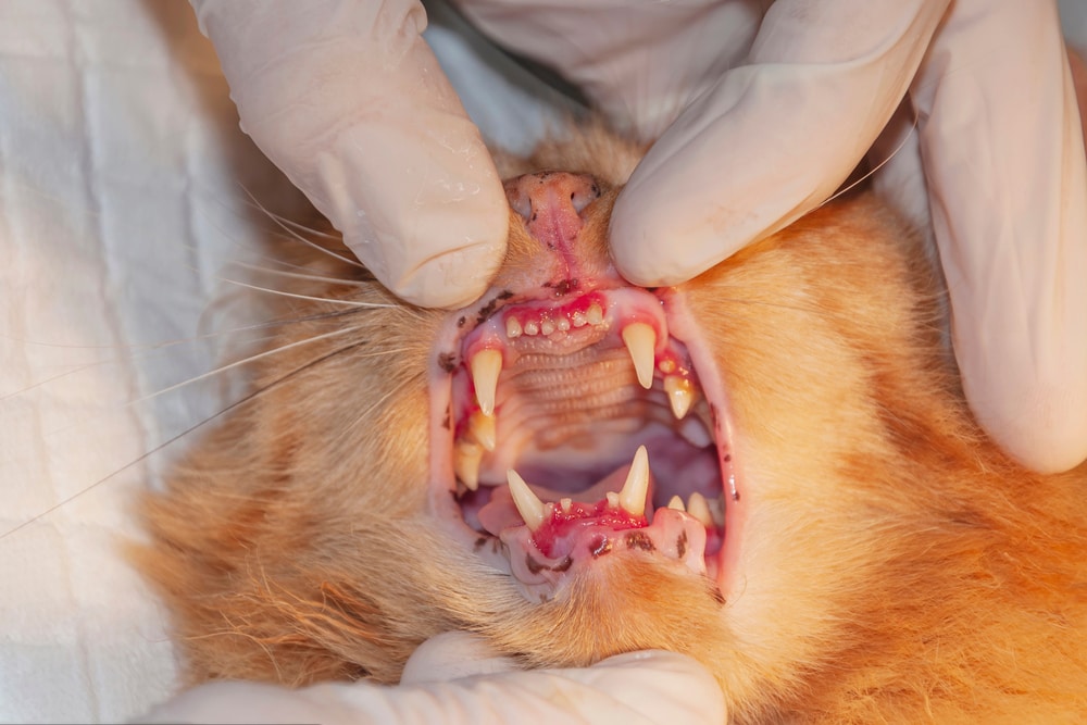 Mouth Disease in Cats: Signs, Causes & Treatments (Vet Answer)