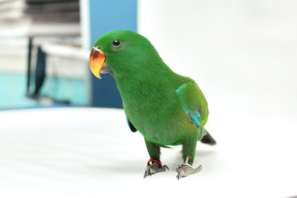 Eclectus Parrot: Pictures, Info, Food & Care Guide