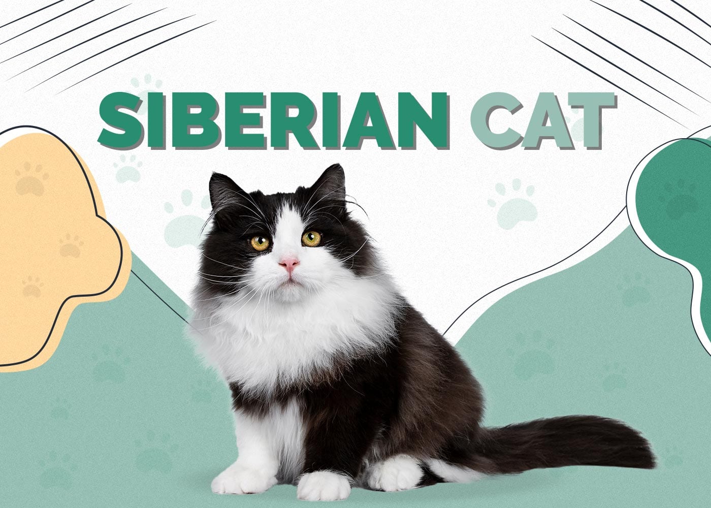 Siberian Cat: Breed Info, Pictures, Care Traits & Facts