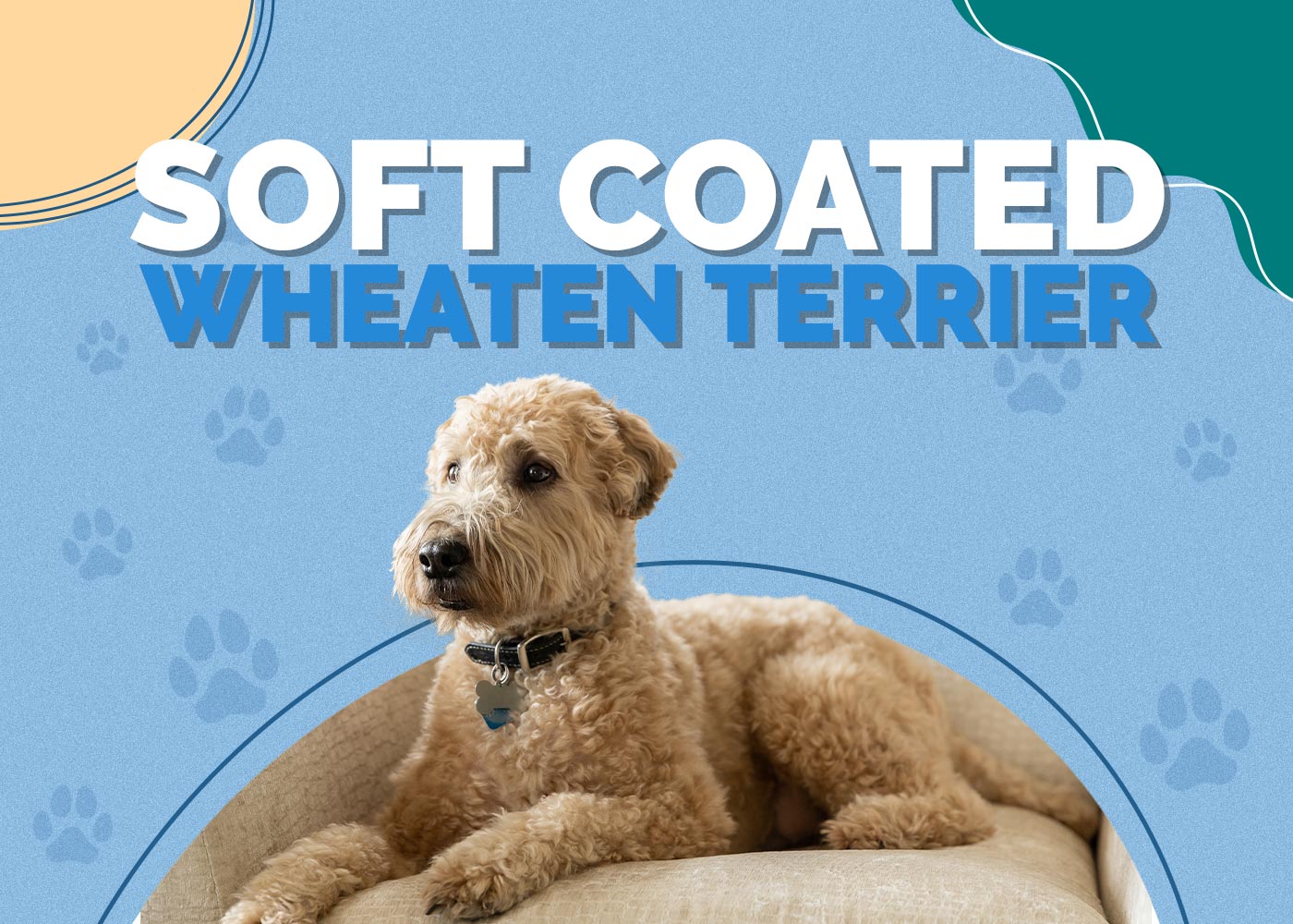 Soft Coated Wheaten Terrier | Dog Breed Info: Pictures, Traits, & Facts