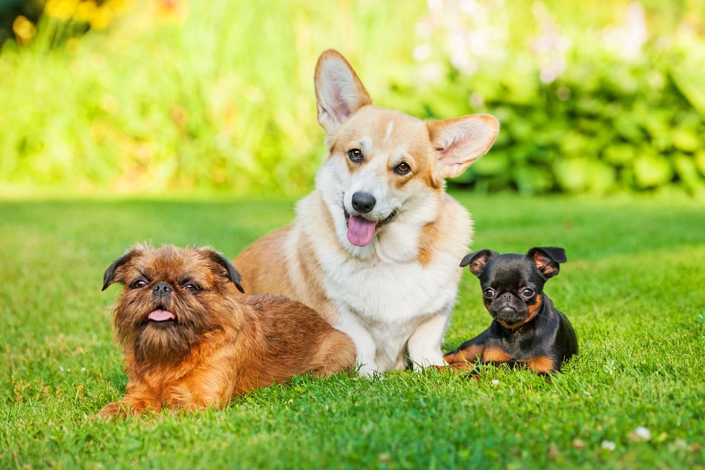 15 Small Dog Breeds With Big Dog Personality: Pictures & Facts