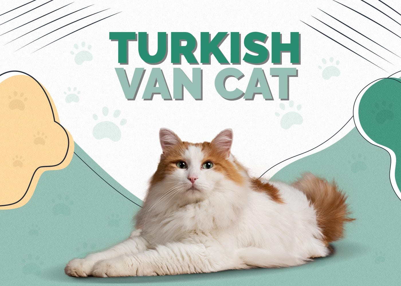 Turkish Van Cat: Breed Info, Pictures, Temperament & Traits