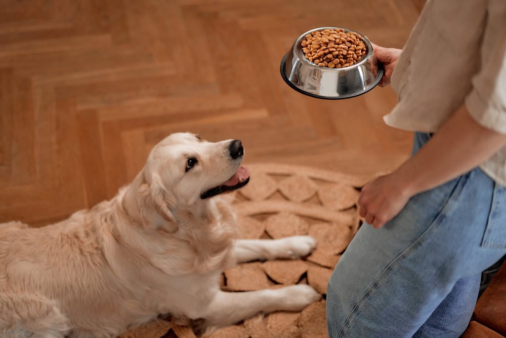 What to Feed a Dog After Labor: 6 Vet-Approved Choices