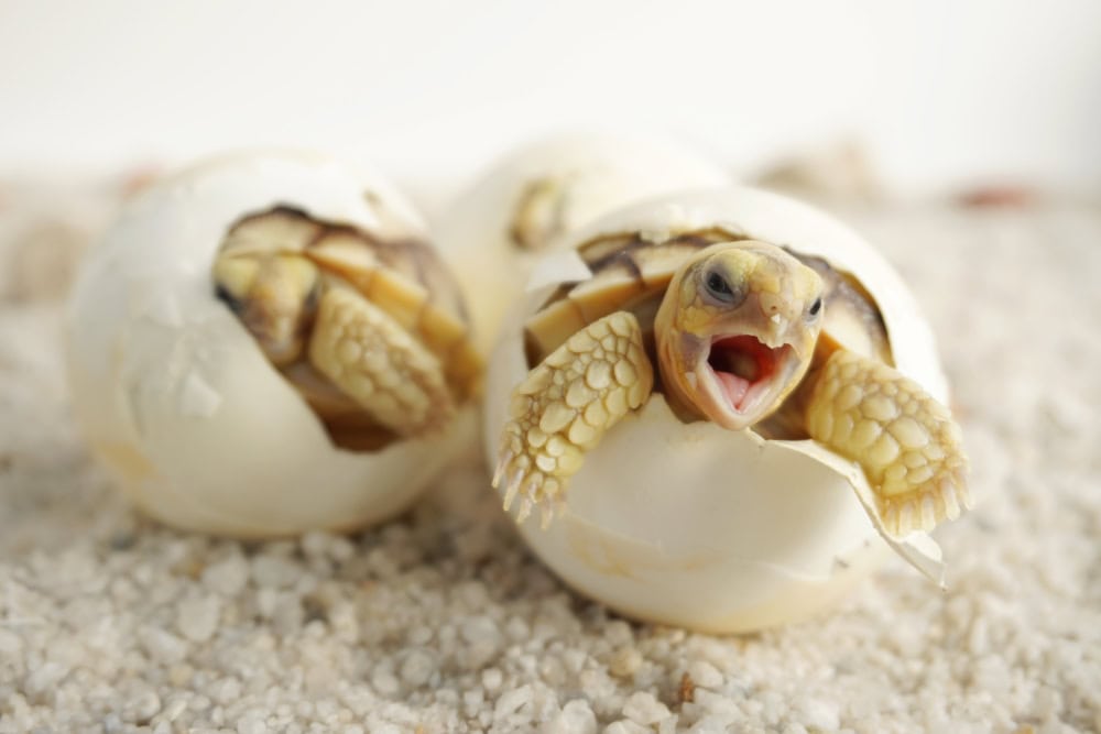 How to Hatch Tortoise Eggs Naturally: Vet Reviewed Step-by-Step Guide