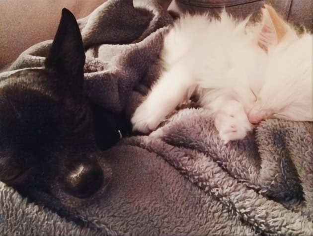 Beau & Blue: The Saga of Two Unlikely Friends