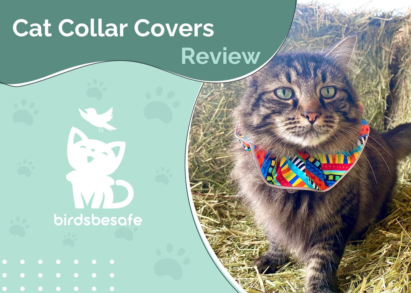 Birdsbesafe Cat Collar Review 2026: An Expert’s Guide