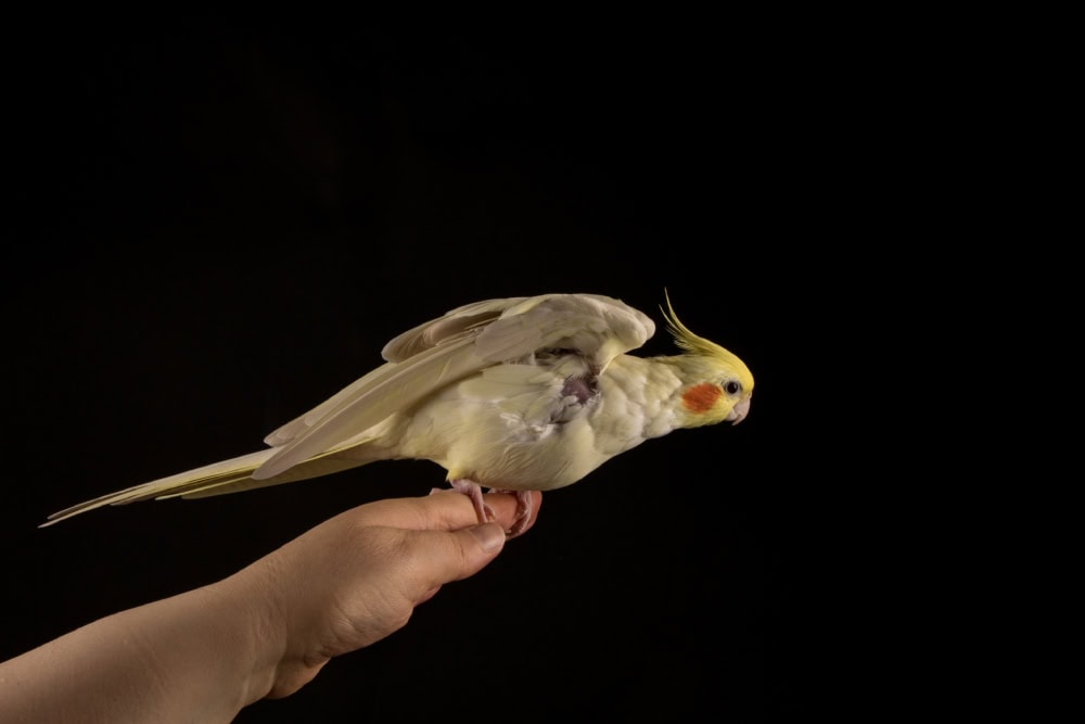 Why Is My Cockatiel Losing Feathers? Our Vet Explains 10 Likely Reasons