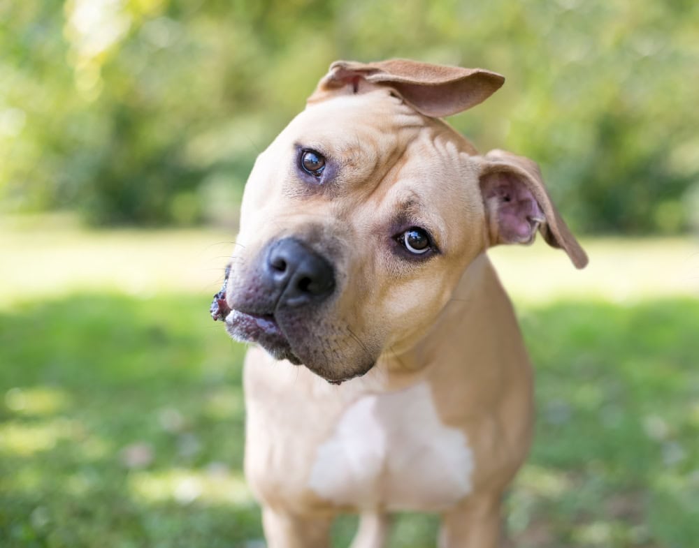 Dizzy Dog Syndrome: Our Vet Explains Idiopathic Vestibular Disease