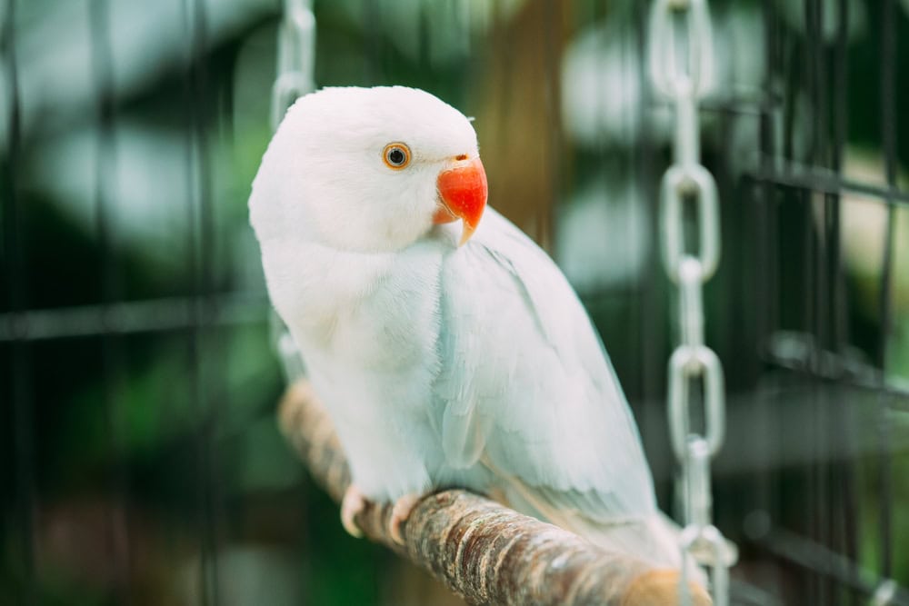 Why Is My Parakeet Shaking? Vet Approved Facts & Care Tips