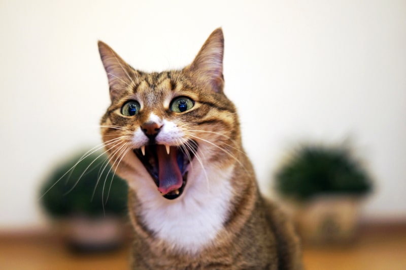 Why Is My Cat Screaming? 6 Vet-Verified Reasons for This Behavior
