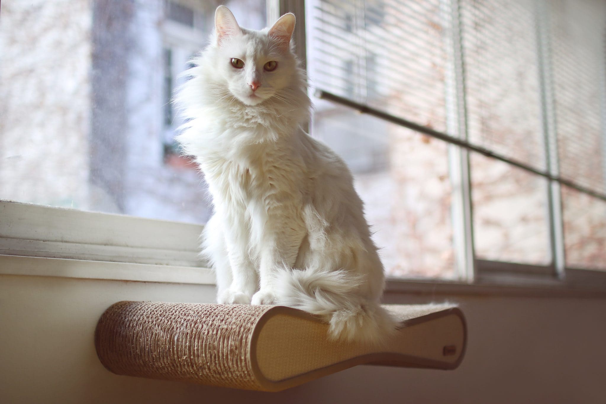 Turkish Angora Lifespan: How Long Do They Live