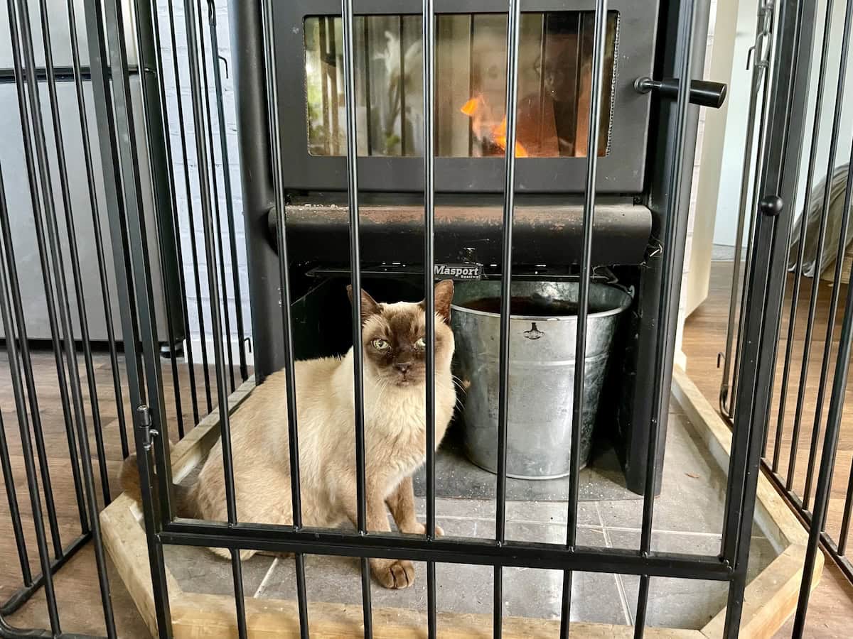 Cats and Heat: Baby's Obsession With the Fire