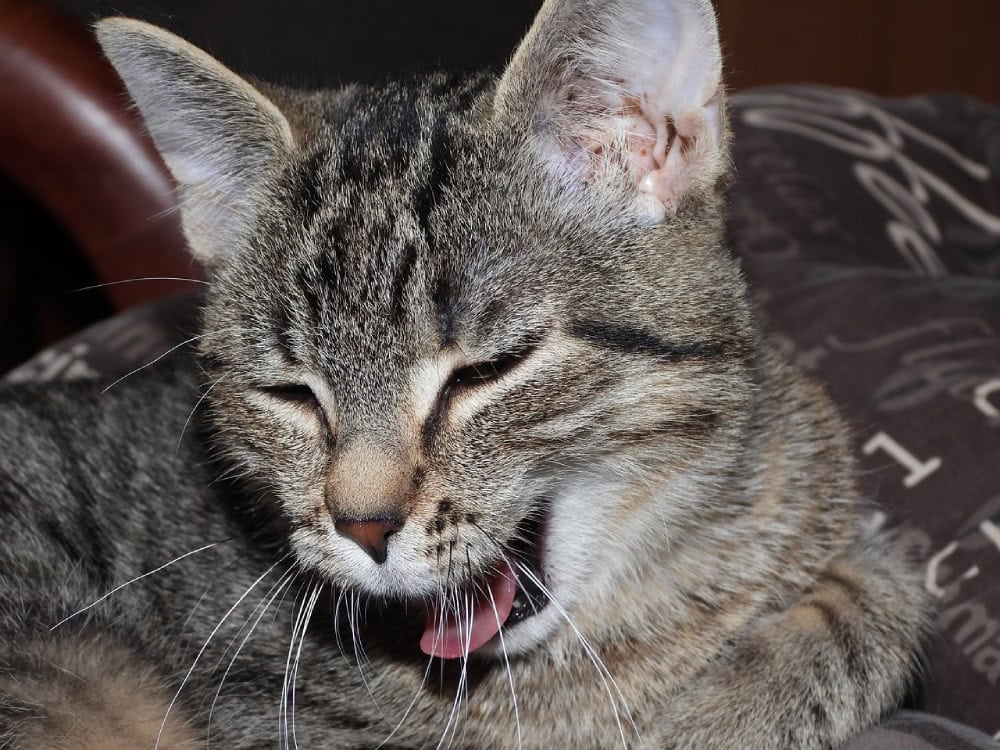 Why Does My Cat Cough After Drinking Water? 7 Vet-Verified Reasons