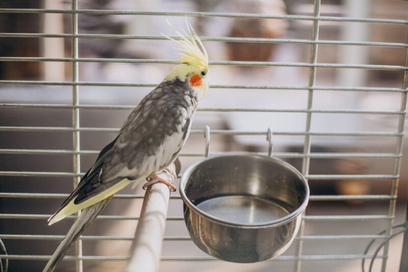 How Long Can a Cockatiel Go Without Food? Vet-Verified Facts & FAQ