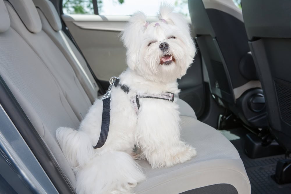 Do Dogs Get Car Sick? 4 Vet-Approved Tips to Prevent It
