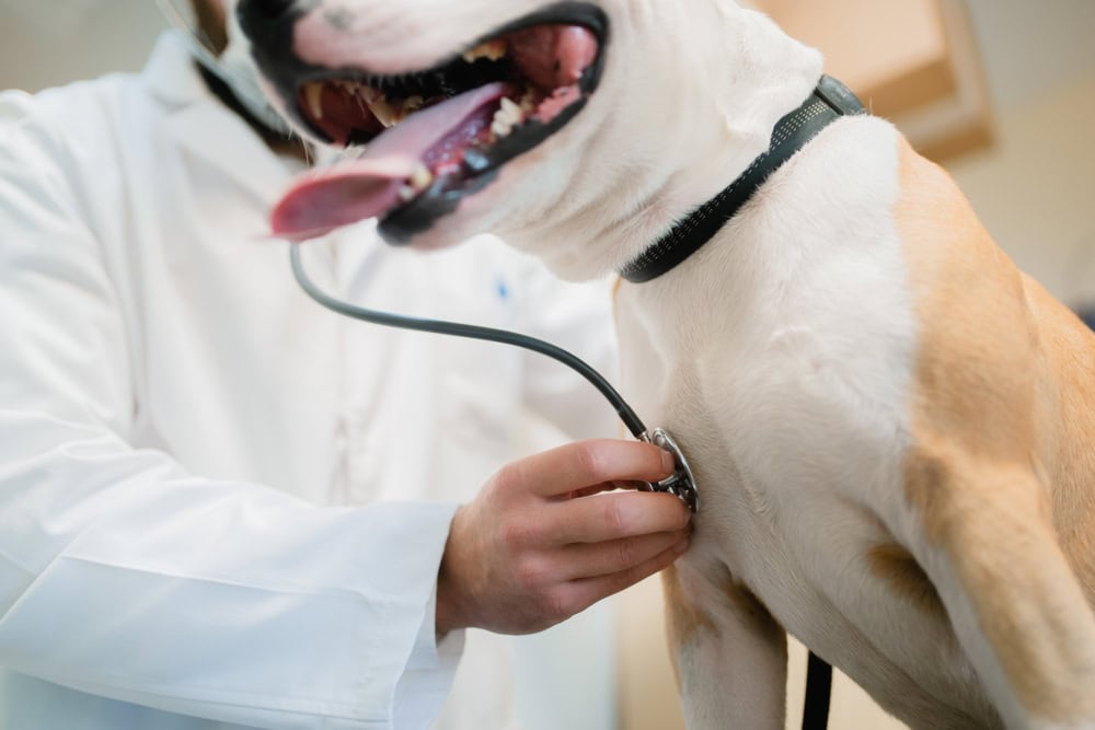 Tracheal Collapse in Dogs: Causes, Signs & Treatment (Vet Answer)