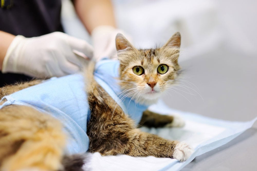 Does A Cat Gain Weight After Being Spayed? Vet-Verified Facts & Advice