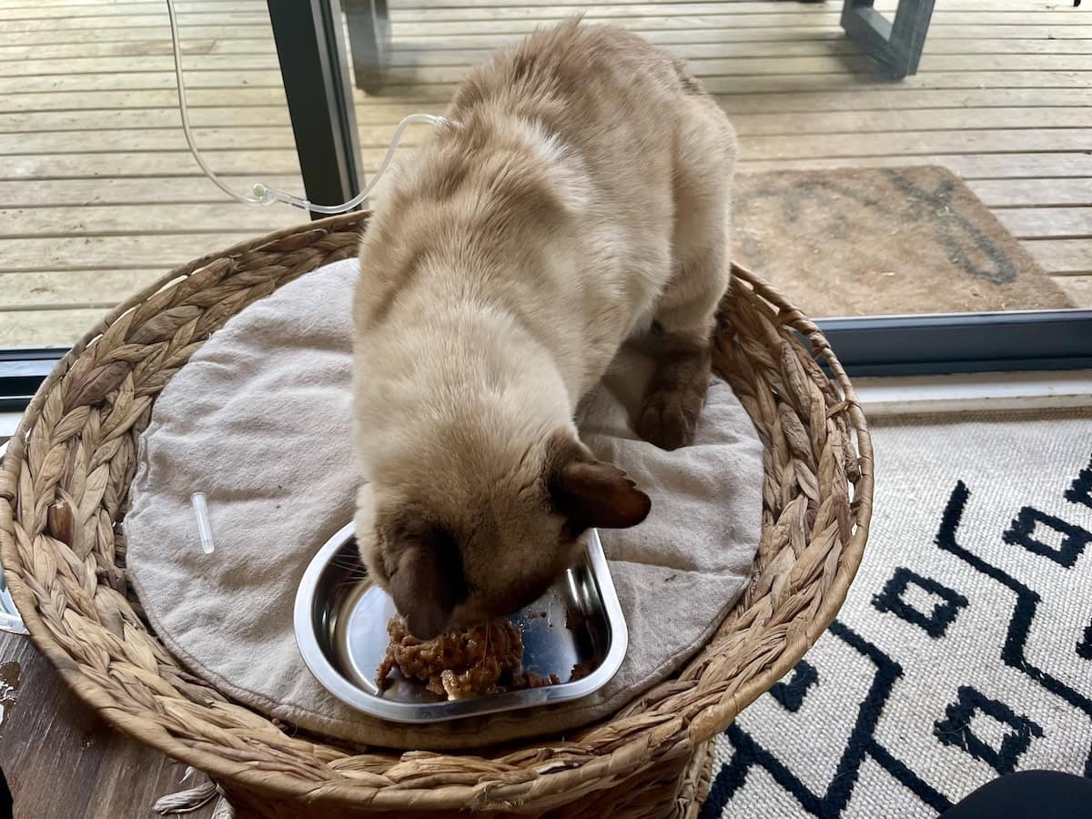 Sub-Q Fluids & At-Home Administration for Cats: The Good, The Bad & The Bubby