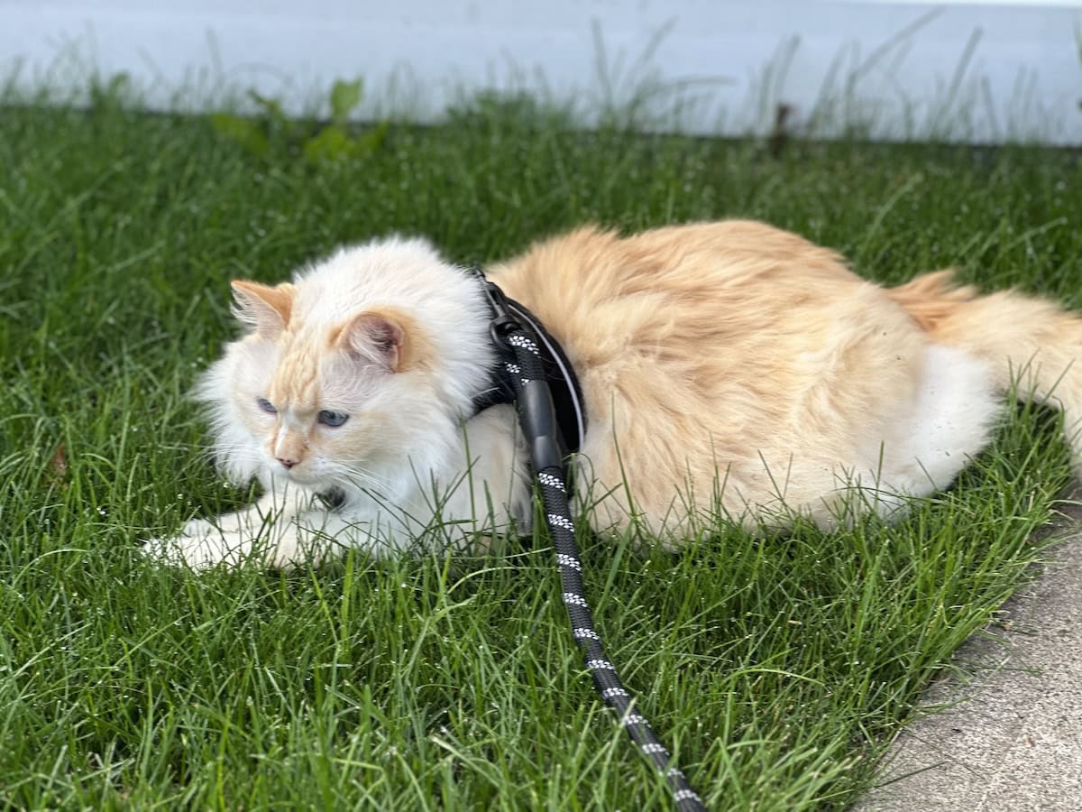 Indoor Cats & the Great Outdoors: Blue’s Outside Adventures