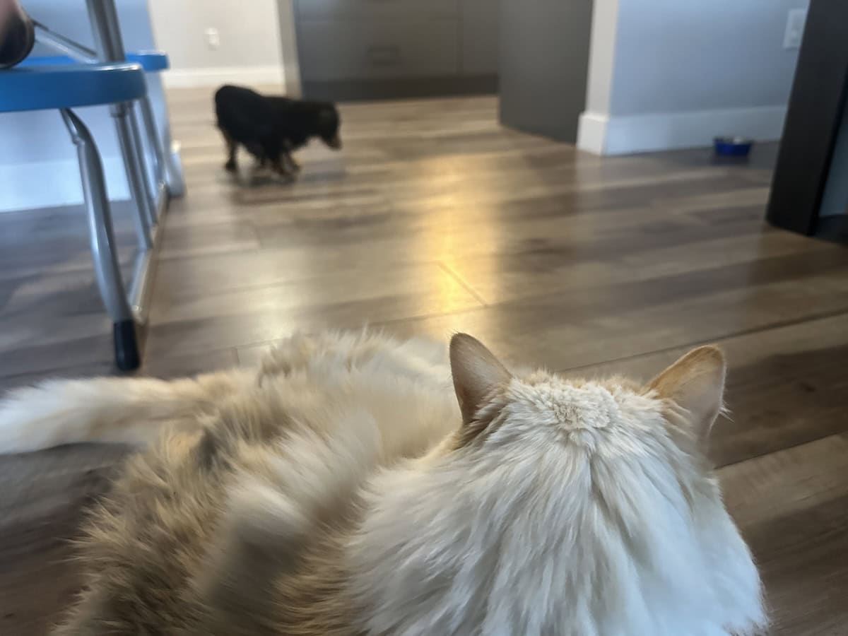 Blue & Rue: Our Experience with Puppysitting