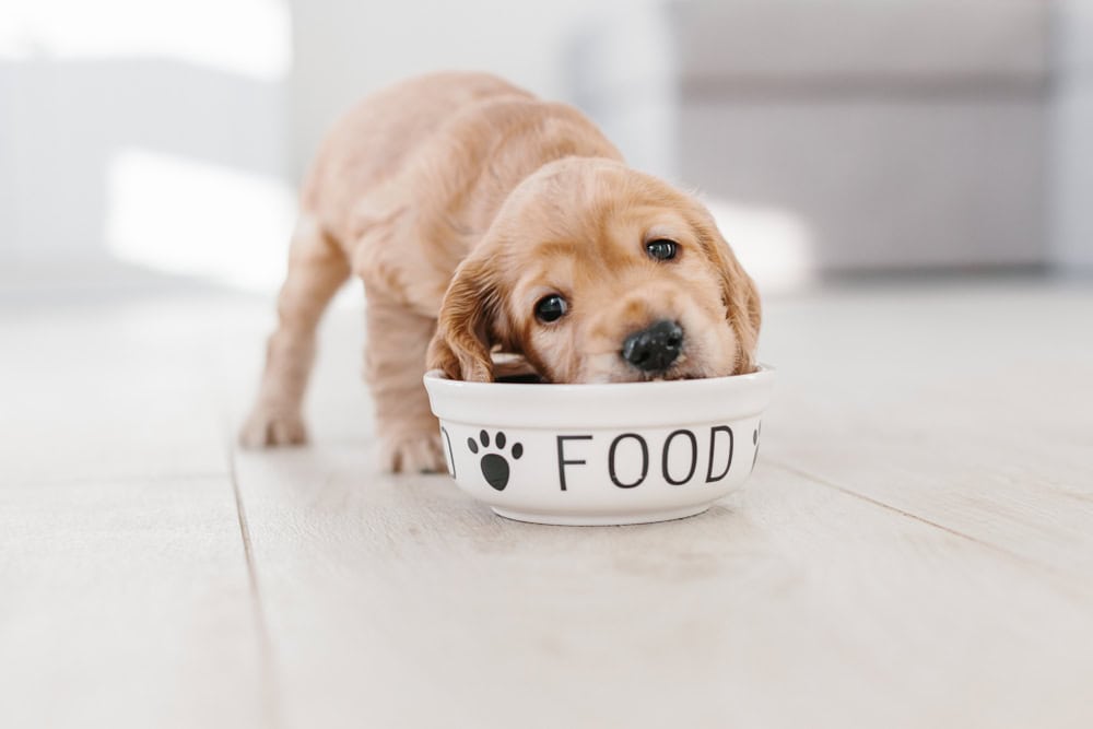 8 Best Puppy Foods for Goldendoodles in 2026: Reviews & Top Picks