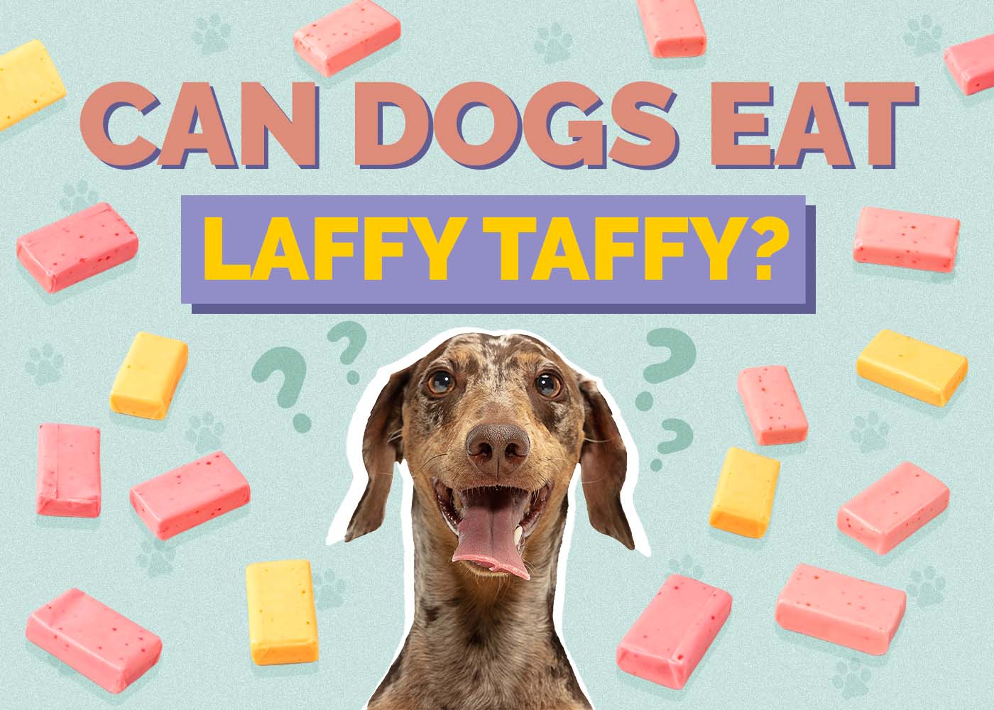 Hepper_Can Dogs Eat_Laffy Taffy
