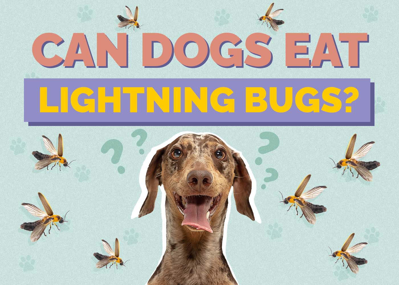 Can Dogs Eat Lightning Bugs? Vet-Reviewed Safety & FAQ