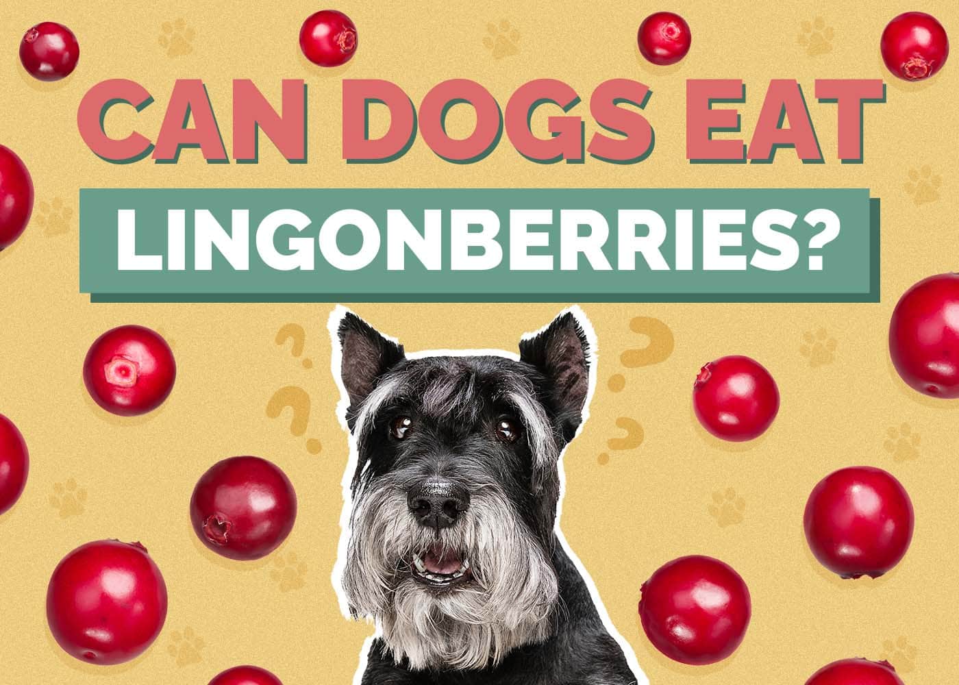 Can Dogs Eat Lingonberries? Vet-Approved Facts & FAQ