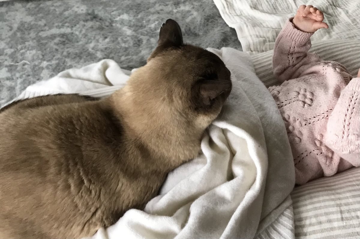 Myths About Cats & Babies, Featuring Baby Cat, the Ultimate Baby's Cat