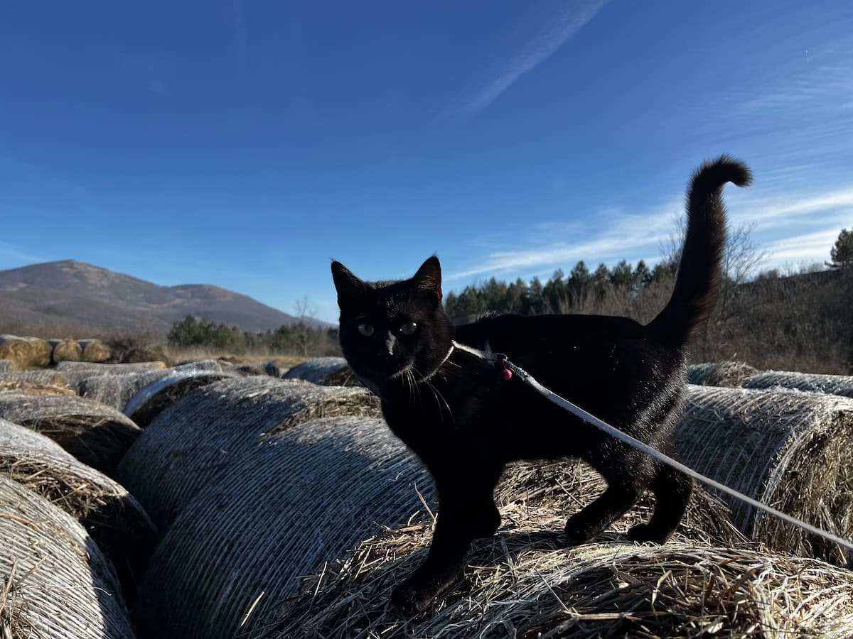 Cats & Harnesses: How Miki and I Learned Our Lesson the Hard Way