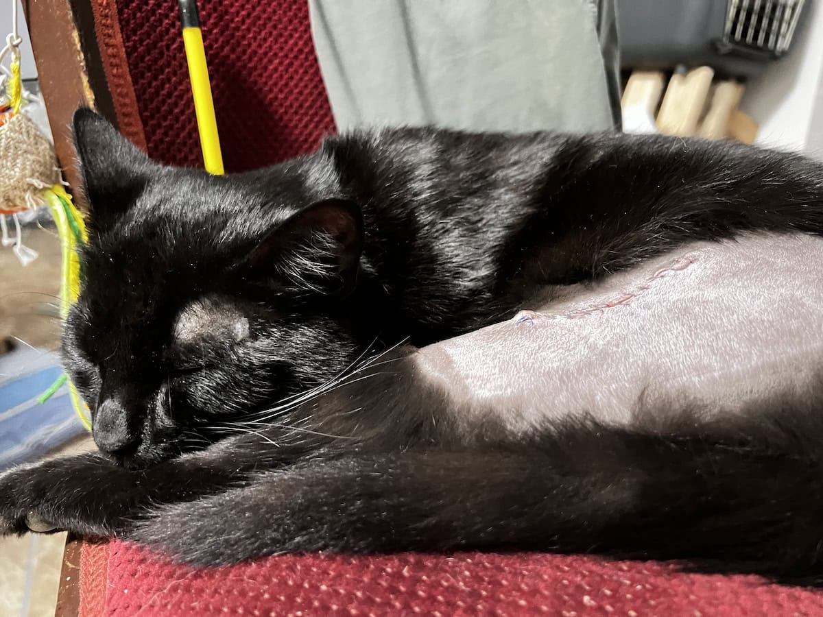Cats & Lumps: How Miki Gave Me a Scare