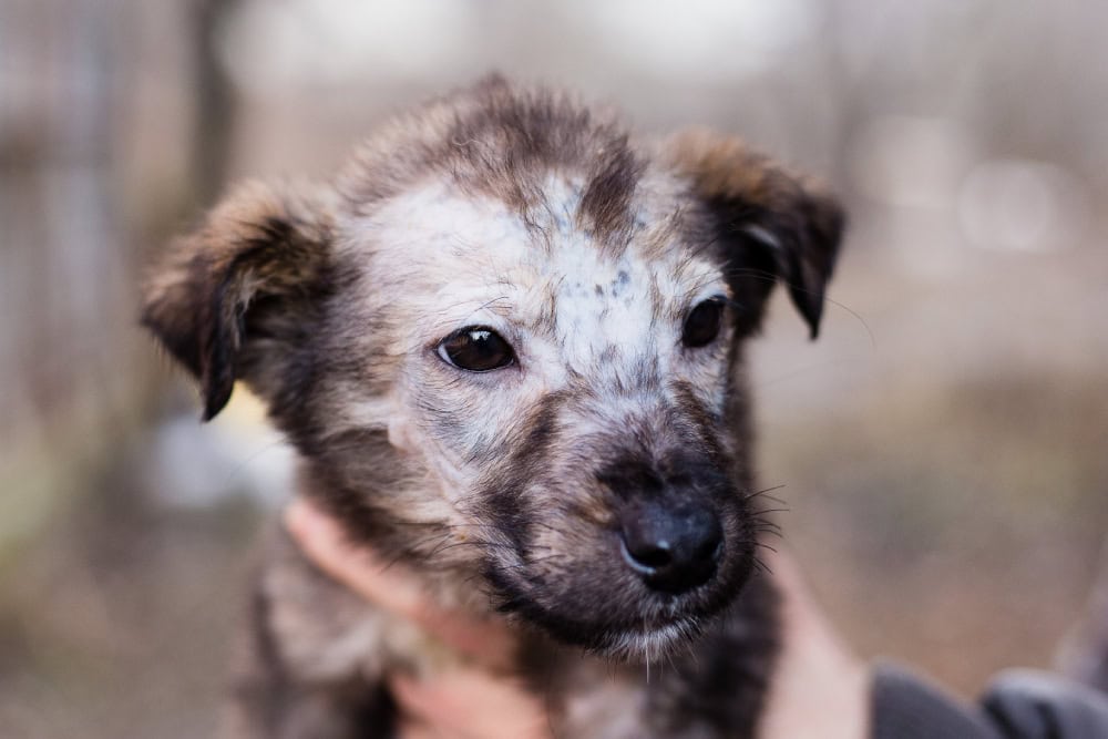 Why Does My Puppy Have Bald Spots? Our Vet Explains Causes & Treatment