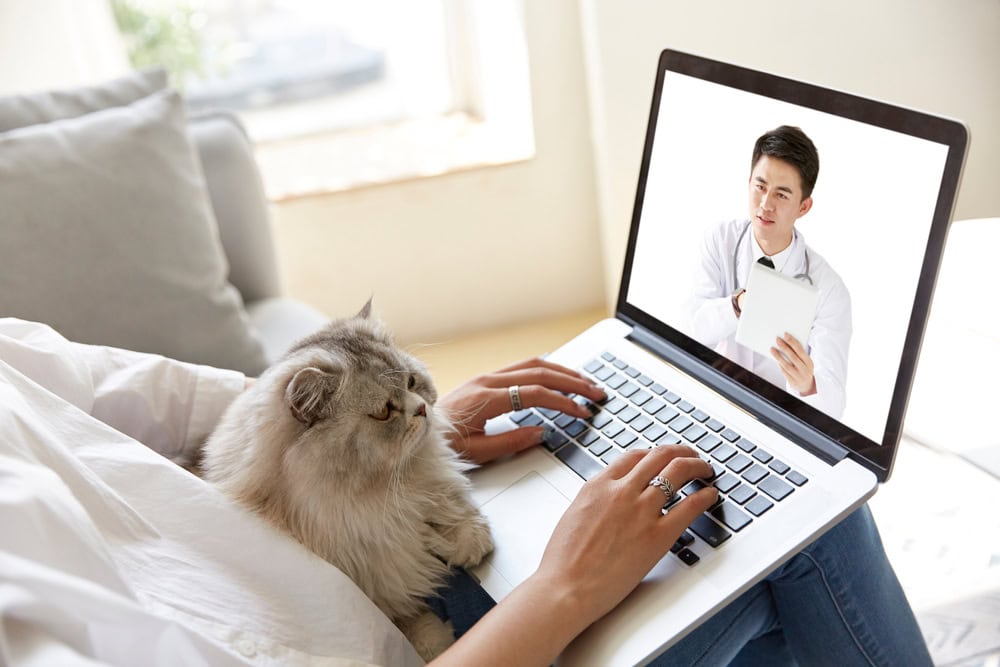PangoVet: Our New Telehealth Service Is Just a Click Away
