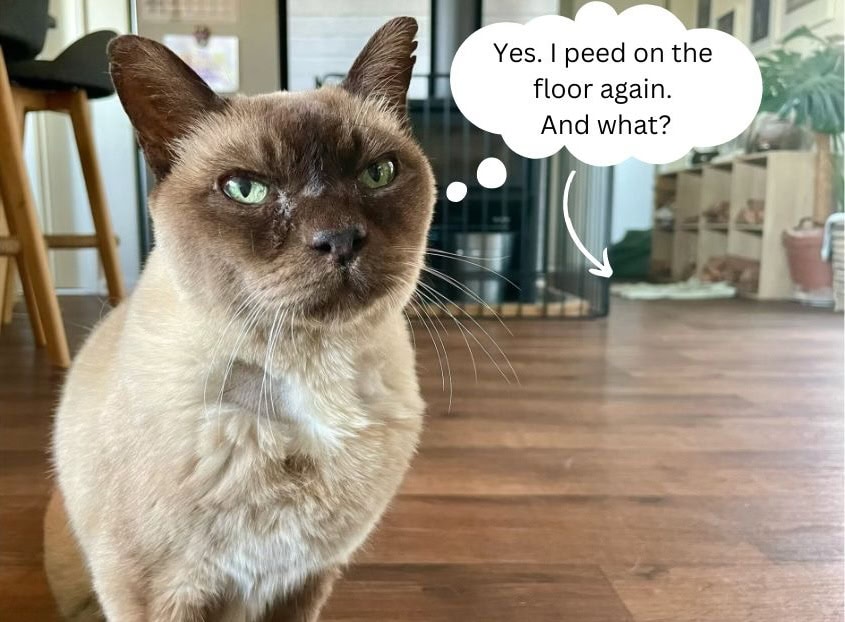 How to Handle the Human Emotions When Your Cat Keeps Peeing on the Floor
