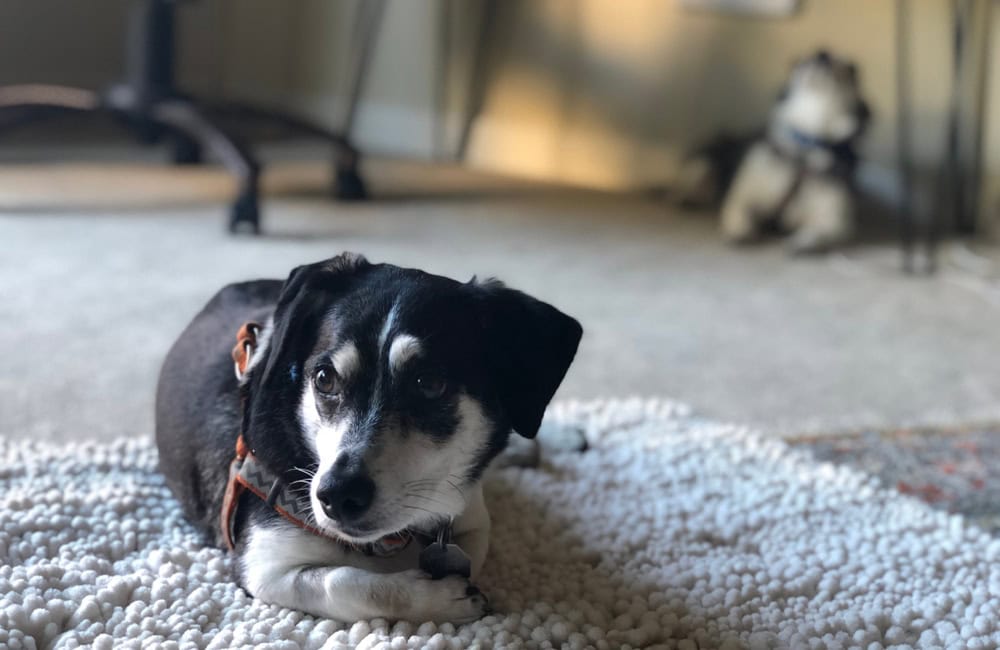 Toy Rat Doxie: Info, Pictures, Care & Traits