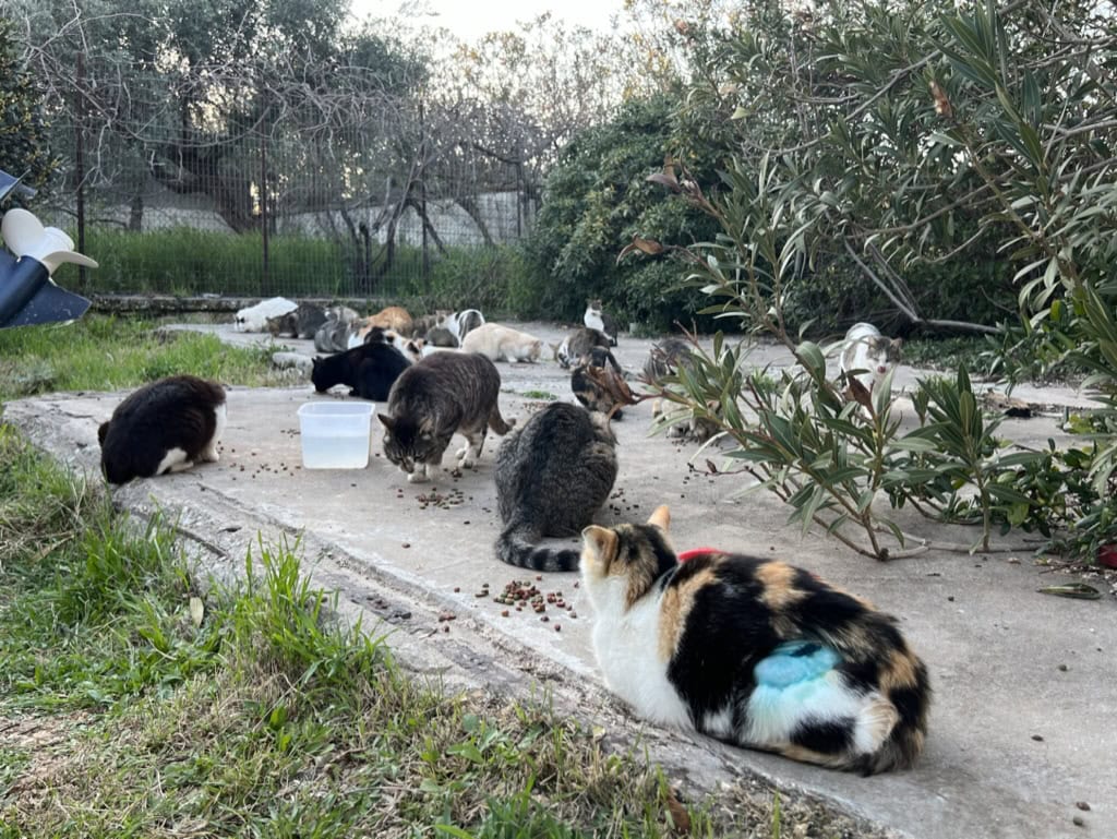 Trap & Neuter Program: How I Volunteered With a Greek Cat Rescue Charity