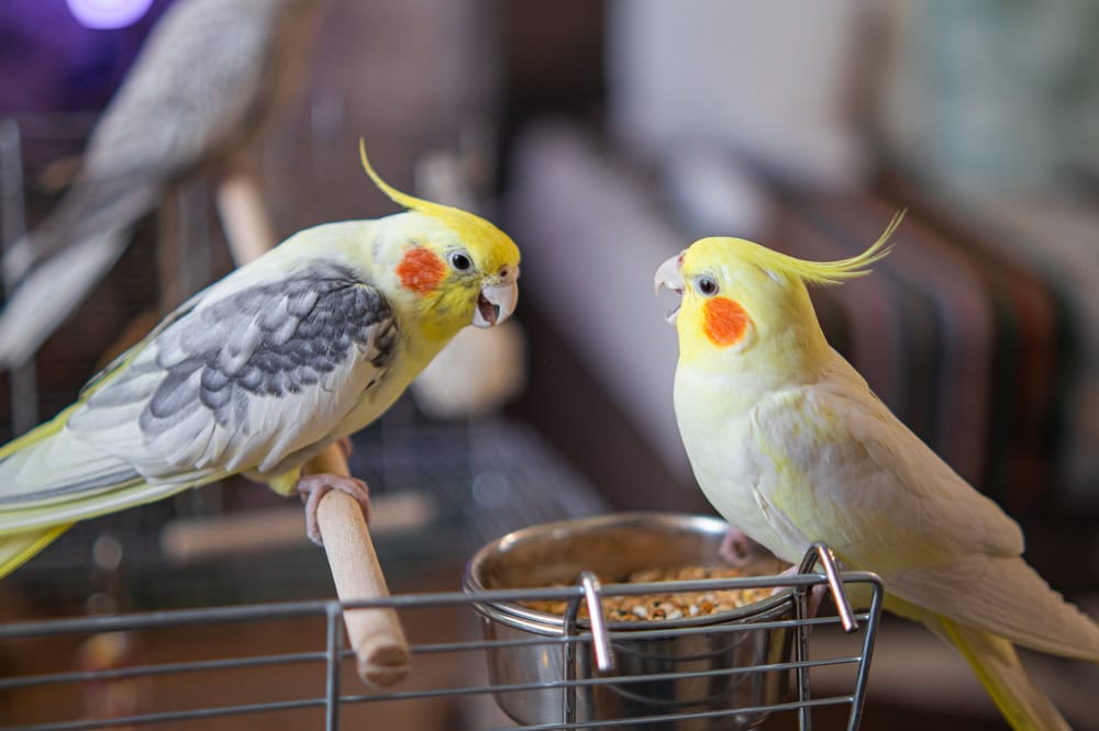 9 Great Pet Birds for Beginners (With Info & Pictures)