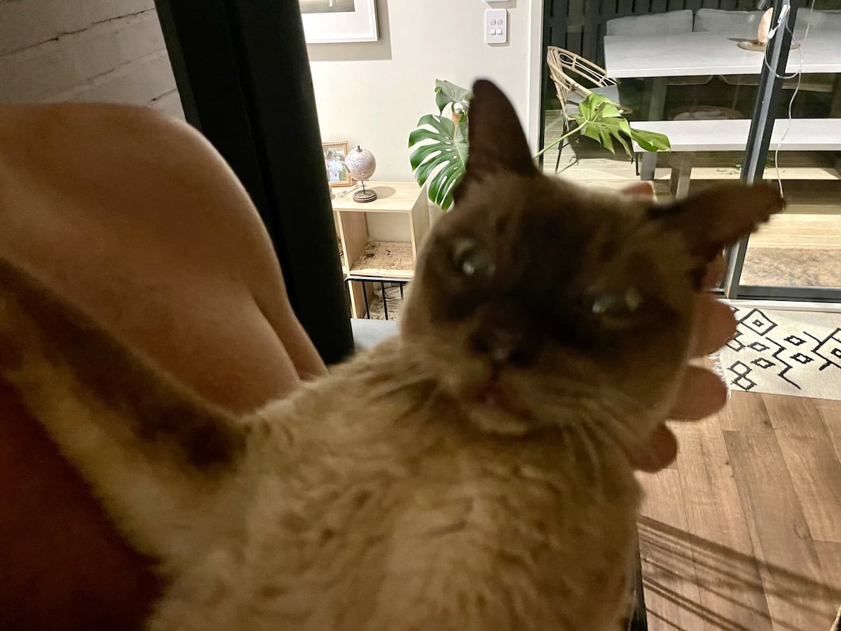 Middle of the Night Health Scares: Staying Calm When Baby Cat Was Panting